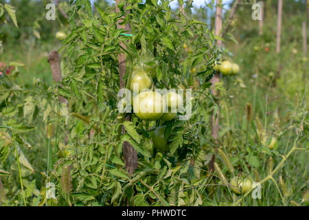 Unripe green tomatoes growing on the garden bed Stock Photo