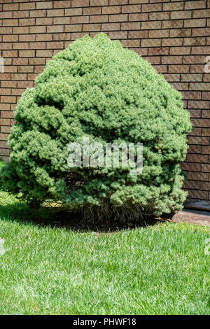A dwarf mounding Picea,Picea glauca, white spruce. Wichita, Kansas, USA. Stock Photo