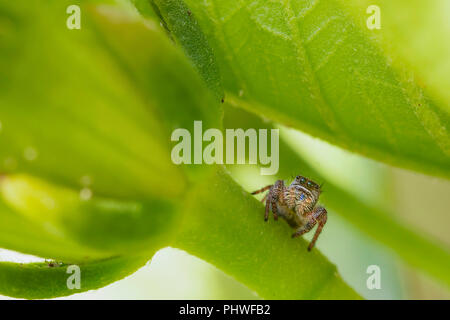 A Jumping Spider (Salticidae) patrols the garden to prey on tiny bugs. Stock Photo