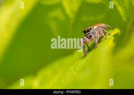 A Jumping Spider (Salticidae) patrols the garden to prey on tiny bugs. Stock Photo