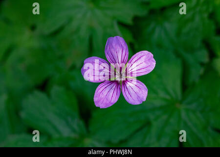 Overhead capture of a single pink purple Tuberous Cranesbill (Geranium tuberosum) Stock Photo