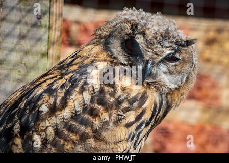 Raptor. Bird of Prey. Western Eagle Owl. Stock Photo
