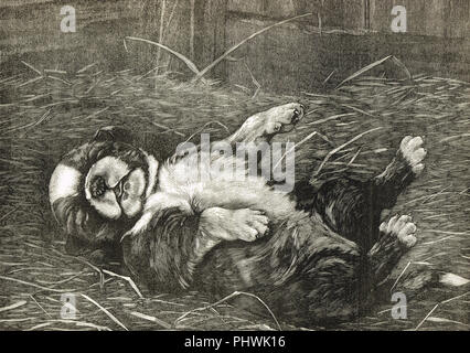 The sleep of innocence, a St Bernard puppy asleep, 19th Century illustration Stock Photo