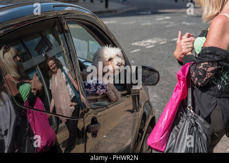 Harrogate North Yorkshire. Dog in car window Stock Photo