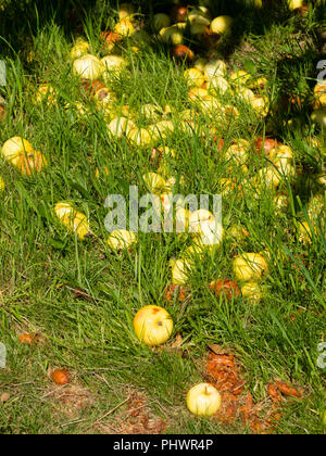 Windfall fruit of the old Cornish heritage cooking and dessert apple, Malus domestica 'Manaccan Primrose' Stock Photo