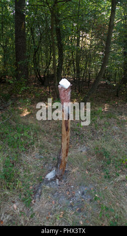 A salt stone, lickstone for wild animals, like deer and deer placed on a tree trunk in the forest