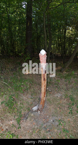 A salt stone, lickstone for wild animals, like deer and deer placed on a tree trunk in the forest