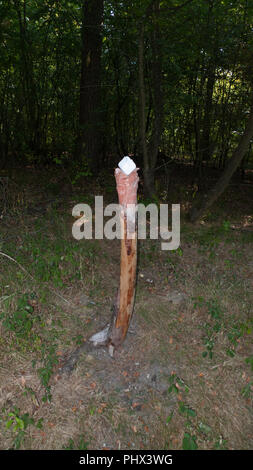 A salt stone, lickstone for wild animals, like deer and deer placed on a tree trunk in the forest