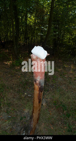 A salt stone, lickstone for wild animals, like deer and deer placed on a tree trunk in the forest