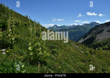 white veratrum; European white hellebore; Austria; alps; Bregenzerwald; Stock Photo