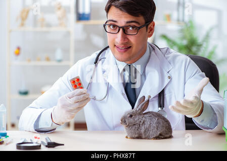 Scientist doing testing on animals rabbit Stock Photo