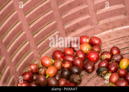Poas Volcano area, Costa Rica, Central America.  Coffee fruit / berries / cherries in a basket.  Each cherry contains two seeds. Stock Photo