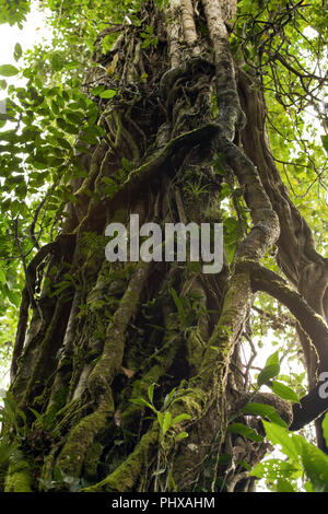 Luna Nueva Rain Forest, Costa Rica, Central America.  Large tree covered by an aged, thick, twisting vine called a Strangler Fig. Stock Photo