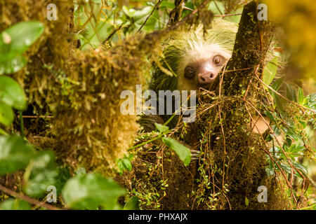 Monteverde National Park, Costa Rica, Central America. Hoffman's Two-toed Sloth (Choloepus hoffmanni) seen from the Monteverde Sky Walk.  It has a bro Stock Photo