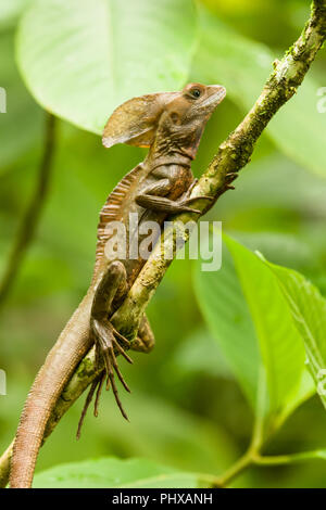 Brown, Striped or Common Basilisk (Basiliscus vittatus) near Pachira Lodge in Tortuguero, Costa Rica Stock Photo