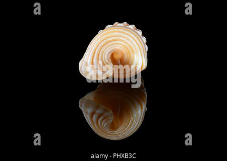 Girdled horn snail (Cerithidea cingulata) displayed against a black background, L2,4xW1x0,75cm, detailed shell structure and unique patterns Stock Photo