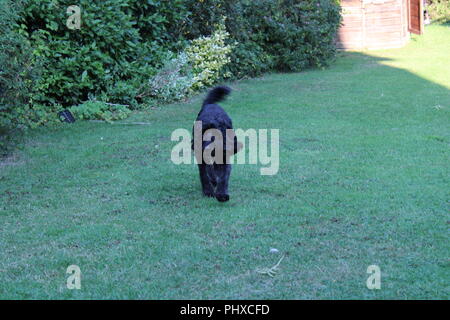 Cockapoo dog plays in garden Stock Photo