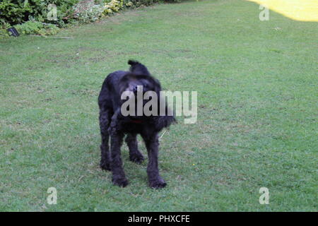 Shake it off - Black Cockapoo dog Stock Photo