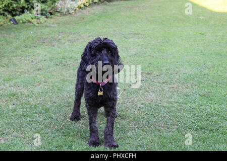Cockapoo dog plays in garden Stock Photo
