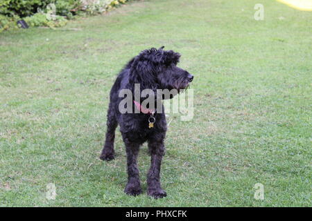 Cockapoo dog plays in garden Stock Photo