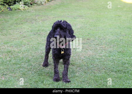 Cockapoo dog plays in garden Stock Photo