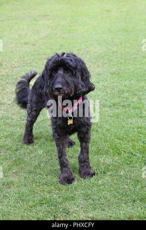 Cockapoo dog plays in garden Stock Photo