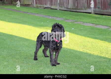 Cockapoo dog plays in garden Stock Photo
