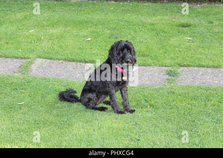 Cockapoo dog plays in garden Stock Photo