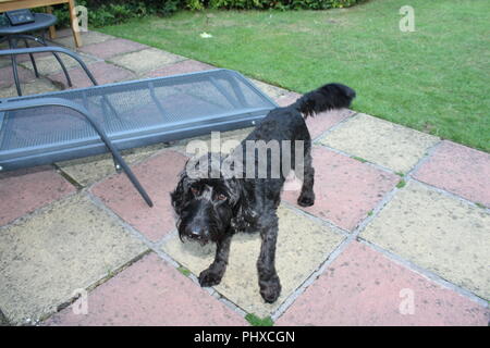 Cockapoo dog waits on garden patio Stock Photo