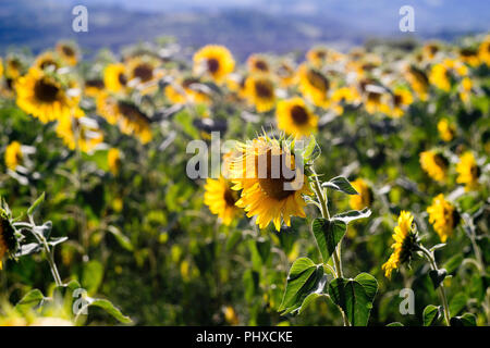 Sunflowers ripening in Varen, Tarn et Garonne, Occitanie,France, Europe in summertime Stock Photo