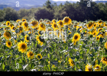 Sunflowers ripening in Varen, Tarn et Garonne, Occitanie,France, Europe in summertime Stock Photo