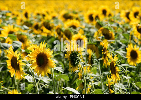 Sunflowers ripening in Varen, Tarn et Garonne, Occitanie,France, Europe in summertime Stock Photo