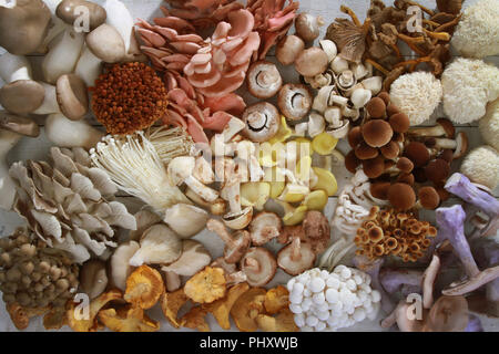 a selection of fresh uncooked exotic mushroom varieties Stock Photo