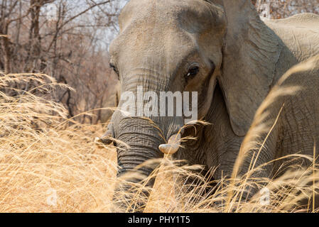 An African elephant seen in long grass in Zimbabwe's Hwange National Park. Stock Photo