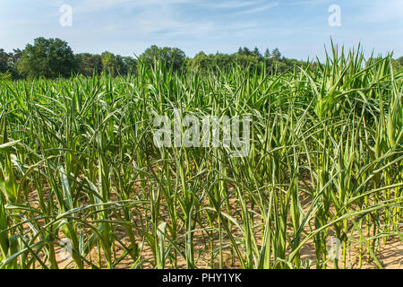 Agricultural damage dehydration and drought in dutch corn plants Stock Photo