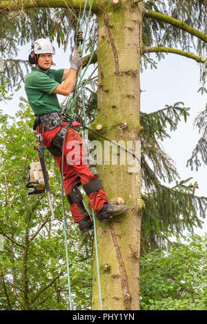 European caucasian arborist climbing in fir tree Stock Photo