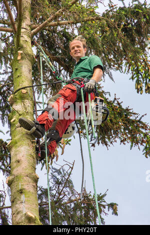 Dutch caucasian arborist hangs at climbing rope in tree Stock Photo