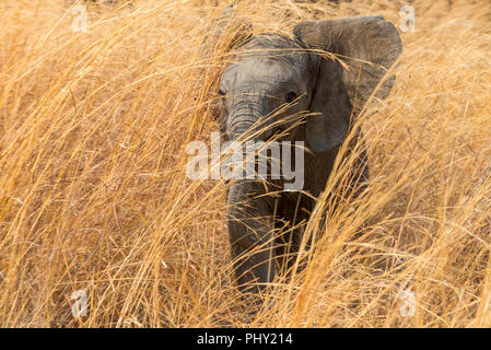An African elephant seen in long grass in Zimbabwe's Hwange National Park. Stock Photo