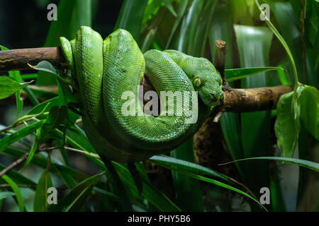 Green Tree Python (Morelia viridis) Stock Photo