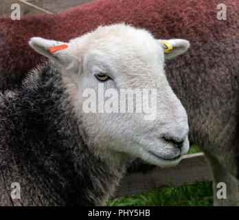 Herdwick sheep at Moorcock Show, waiting to be judged. Stock Photo