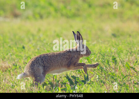 gray hare running on a clearing of green grass Stock Photo