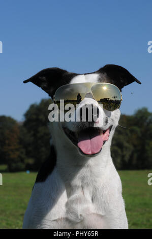 Dog Lino posing with designer glasses in the english garden in Munich Stock Photo