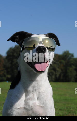 Dog Lino posing with designer glasses in the english garden in Munich Stock Photo
