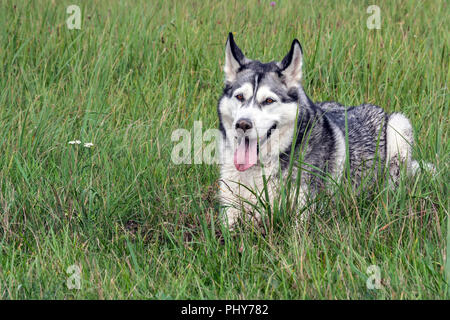 the dog is an Alaskan malamute, a portrait, lies on a high green grass, a dirty face, the nose is soiled in the ground, a dirty tongue is seen, Stock Photo