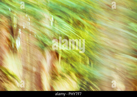 Motion blurred picture of an autumnal forest, natural abstract background. Stock Photo