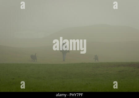 minimalistic image of a dogwalker with two dogs in a misty park Stock Photo