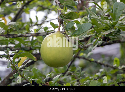 A fruits grow on suicide tree. Stock Photo