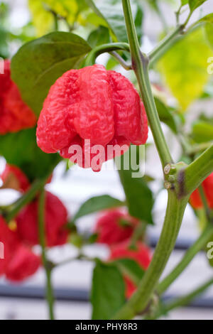 Close-up of fruit of Capsicum chinense 7 Pot Brain Strain red Pepper growing in a greenhouse Stock Photo