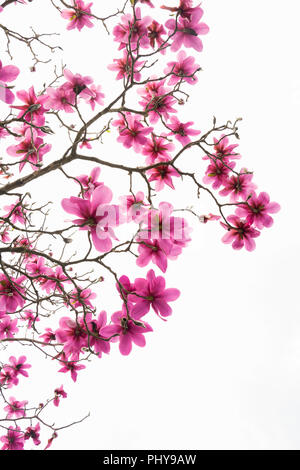 Pattern of branches with no leaves but with a lot of beautiful pink blooming magnolia flowers isolated on white. Image can be used as a card design Stock Photo