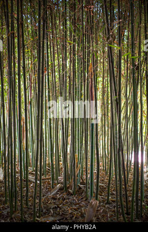 Bamboo garden. Bamboo forest natural green background. Selective focus Stock Photo